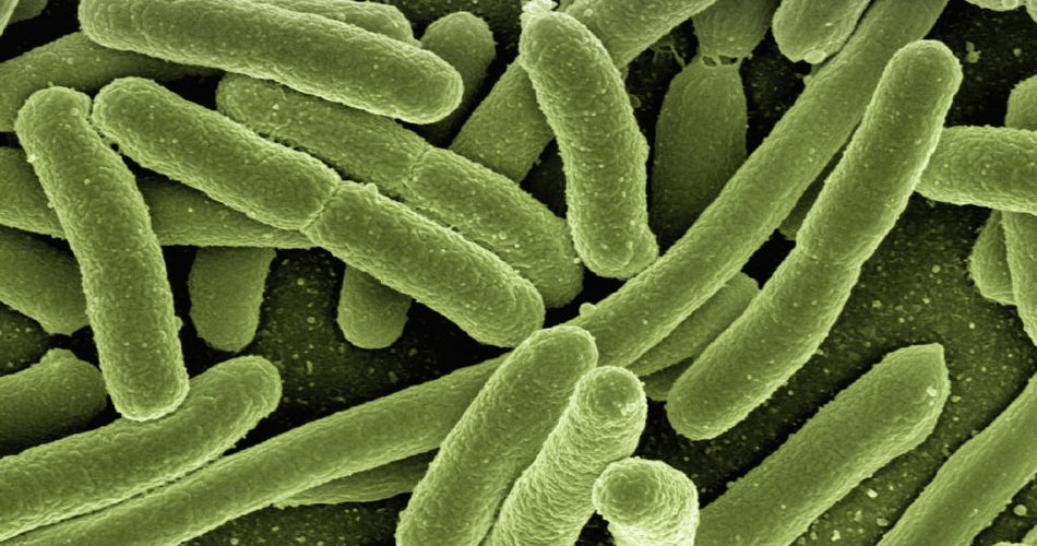 Effektive Mikroorganismen (EMs)