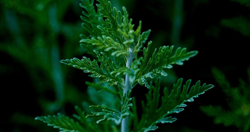 Artemisia annua - Einjähriger Beifuss