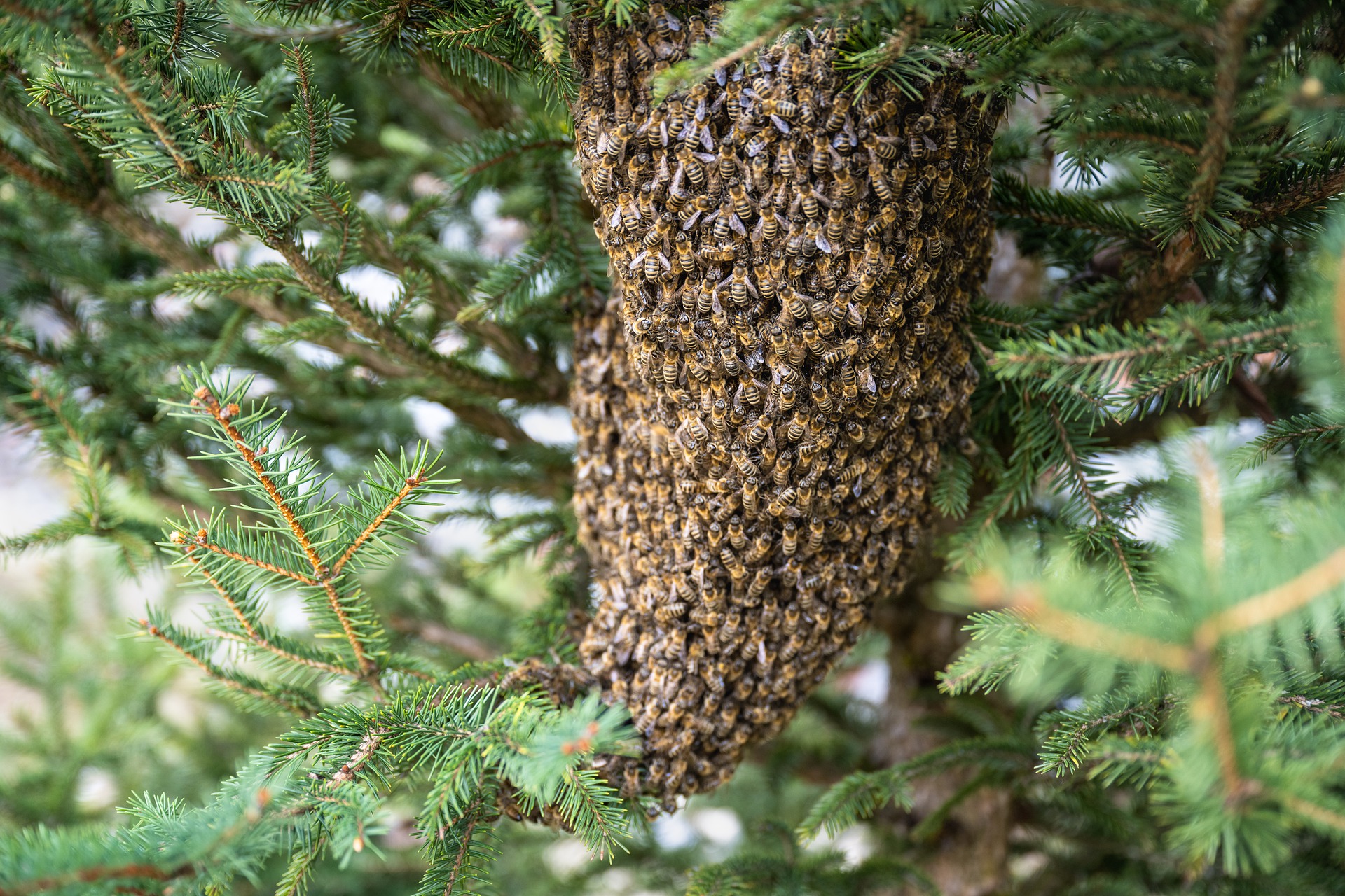 Propolis für Immunstärkung und Wundheilung