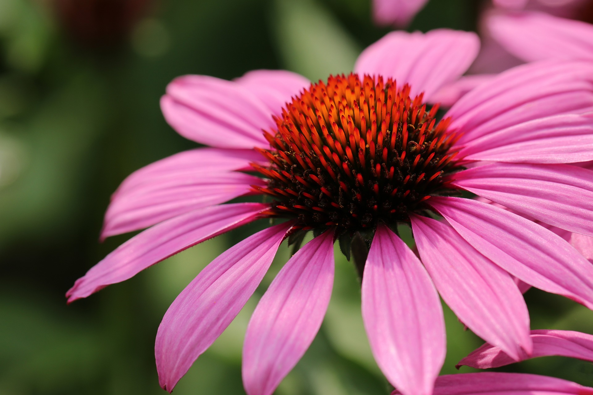 Echinacea Ihr Verbündeter für ein starkes Immunsystem